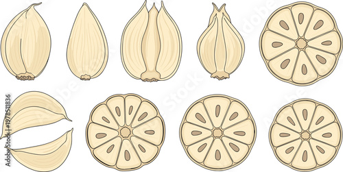 Garlic vector set featuring whole bulbs, cloves and cross section slices isolated fresh ingredient food illustration collection