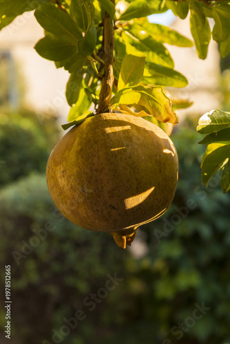 Ripe pomegranate hanging on tree branch in sunlight