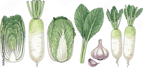 Chinese cabbage, daikon radish and garlic set isolated on white background, fresh organic vegetables vector illustration for healthy food design