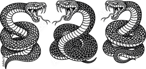 Coiled snake illustration set with detailed scales and aggressive pose isolated on white background, black and white reptile vector collection