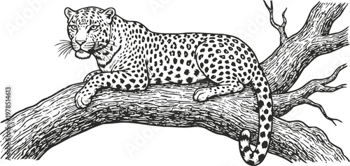 Leopard resting on tree branch illustration wild cat animal lying on tree trunk nature drawing