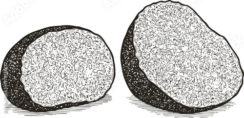 Truffle mushroom detailed engraving illustration organic wild fungus sliced and whole natural earthy gourmet ingredient
