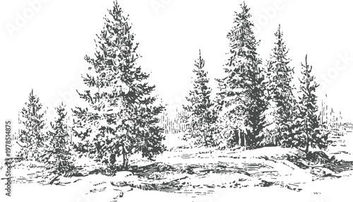 pine trees cluster in a natural forest clearing hand drawn coniferous woodland landscape with textured foliage and ground details