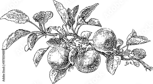 Detailed hand drawn branch with ripe apples and blossoming flowers in vintage botanical