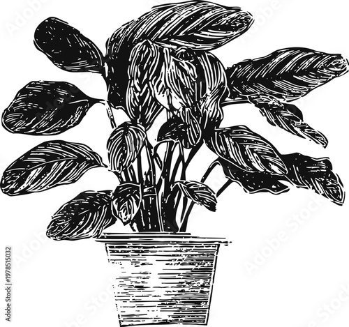 hand drawn potted houseplant with large leaves, indoor gardening and botanical illustration