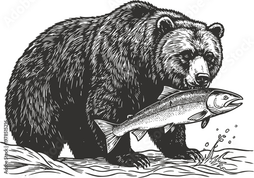 Grizzly bear catching a large fish in river wildlife animal hunting salmon in natural habitat