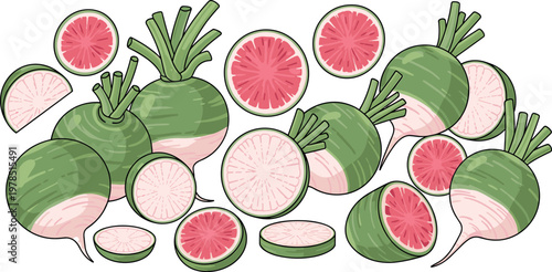Collection of fresh watermelon radish whole and sliced with vibrant pink interior isolated organic vegetable vector illustration set
