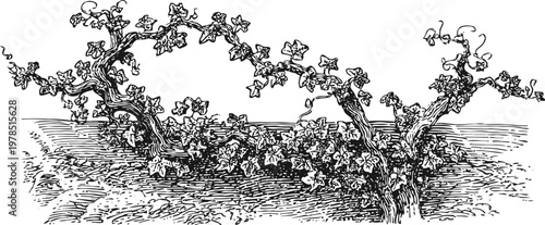 old grapevine with twisted branches and leaves in a vintage ink drawing