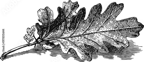 Detailed vintage oak leaf illustration with textured veins and natural shadow