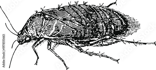 Illustration of a cockroach insect with detailed segmented body and antennae in black and white