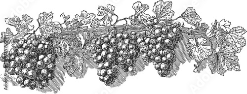 Vintage grapevine illustration with bunches of grapes and detailed leaves in black and white