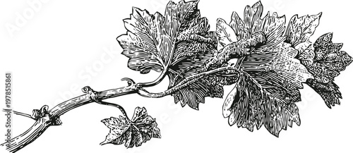 vintage grapevine branch with detailed leaves and tendrils botanical illustration
