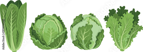 Collection of fresh green leafy vegetables including cabbage lettuce and napa cabbage isolated healthy organic food vector illustration set