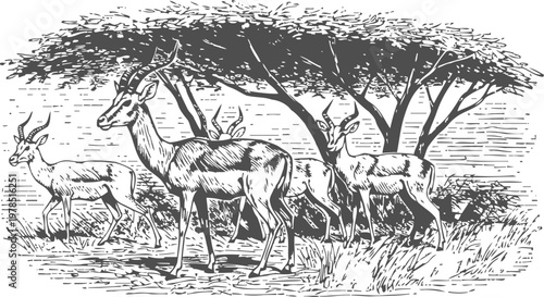 Group of antelopes grazing in the savanna under acacia trees vintage engraved illustration
