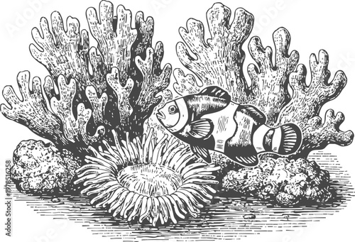 Clownfish swimming near sea anemone and coral reef underwater marine life illustration