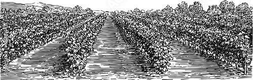 vineyard rows stretching into the distance with leafy grapevines and rustic landscape in black and white