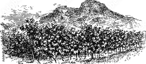 Mountain landscape with vineyard in the foreground natural rural scenery with plants and farming