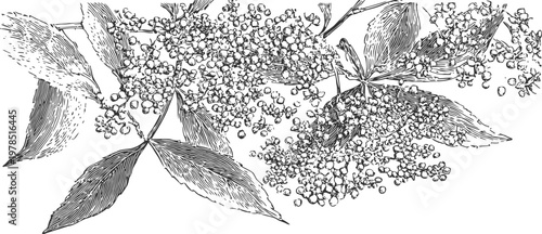 Black elderberry branch with ripe berries and detailed leaves botanical vintage illustration