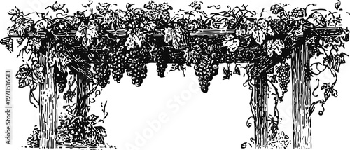 Grape arbor with hanging grape clusters and leafy vine, rustic garden trellis design