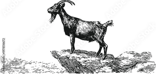 Black goat standing on a rocky cliff edge wild animal, nature outdoors, mountain landscape, wildlife silhouette drawing