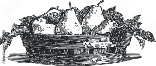 Basket filled with pears and leafy branches hand drawn vintage fruit illustration in black and white