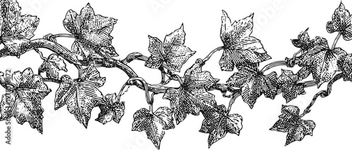 Vintage ivy vine border with detailed leaves and twisting stems in black and white illustration