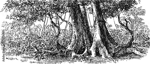 Dense jungle forest scenery with large old trees and thick tropical vegetation line art drawing
