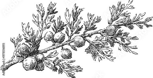 Hand drawn juniper branch with berries detailed botanical illustration vintage