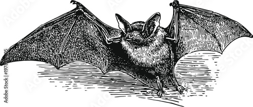 Flying bat with wings spread detailed vintage animal illustration, nocturnal mammal in mid flight