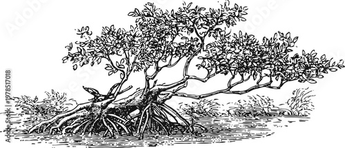 black and white vintage illustration of a mangrove tree with aerial roots in coastal water environment