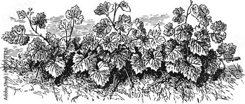 Black and white vintage illustration of grapevine plant with detailed leaves and stems in vineyard setting
