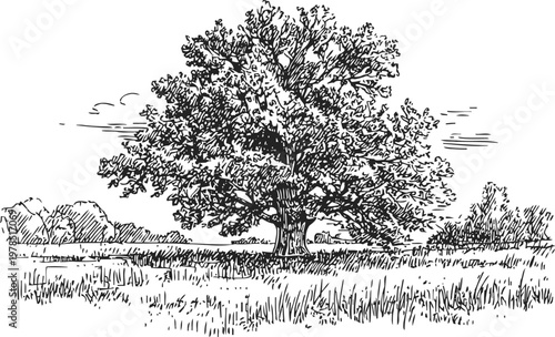 Large oak tree standing alone in field landscape with surrounding grass and distant shrubs