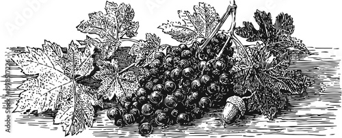 Black grapes cluster with vine leaves vintage drawing organic ripe fruit harvest illustration