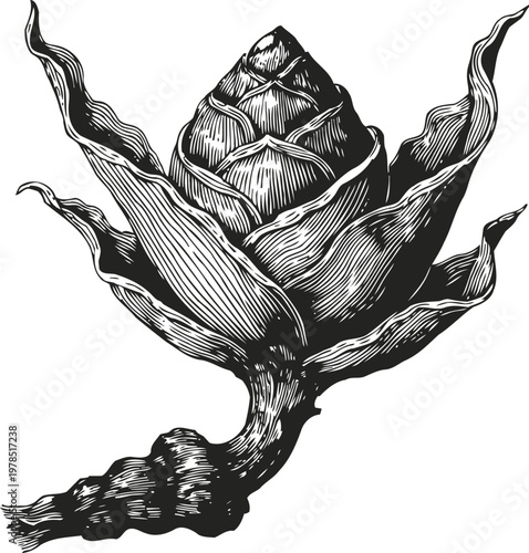 Turmeric rhizome with leaf sheath detailed engraving vector illustration medicinal root plant