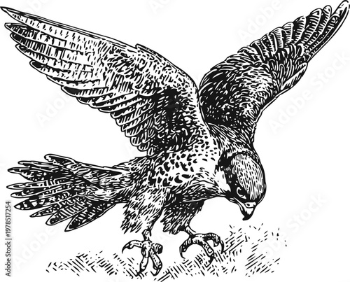 Falcon hunting bird in mid flight with spread wings and sharp talons ready to catch prey