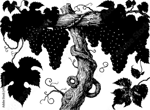 silhouette of grapevine with clustered grapes and leaves on woody vine branch