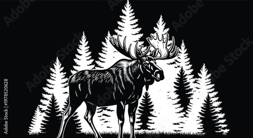 Majestic bull moose with large antlers standing in a dense pine forest evergreen wilderness landscape silhouette for hunting outdoors and North American wildlife nature conservation.
