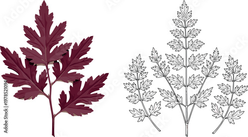 Artemisia plant illustration with colored and outline versions, medicinal herb leaves in botanical vector drawing collection set