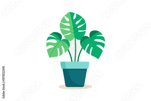 Monstera deliciosa houseplant illustration, commonly known as swiss cheese plant in pot