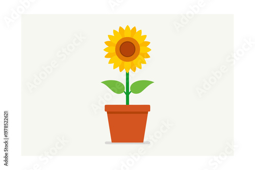 Single sunflower in clay pot with green leaves and stem isolated on white