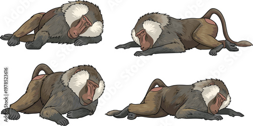 Baboon monkey vector set with resting poses, detailed wild primate illustration, African wildlife animals collection isolated on white background
