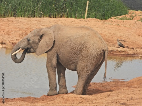 Young elephant at the waterhole
