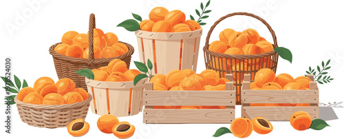 Apricot harvest vector illustration with baskets and wooden crates full of ripe fruits, fresh organic farm produce collection isolated on white background