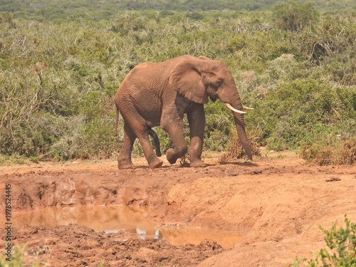 Elephant arriving at the waterhole