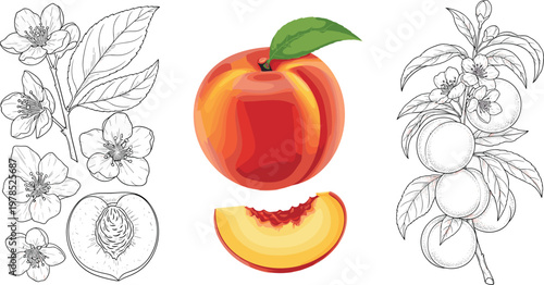 Peach fruit set with whole, slice and botanical sketches isolated on white background, fresh summer fruit vector illustration collection