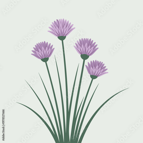 Purple Chive Flowers Blooming with Green Stems on Light Background, Minimalist Stock Style