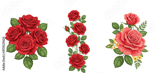 Red rose flower arrangements set with blooming bouquets and decorative compositions isolated on white background, romantic floral vector illustration collection