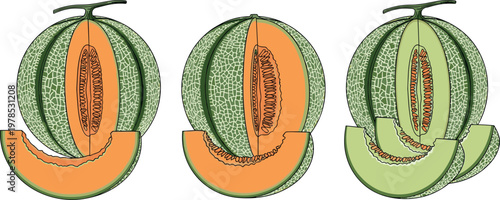 Cantaloupe and honeydew melon set with whole and sliced pieces detailed vintage engraving style botanical fruit illustration isolated