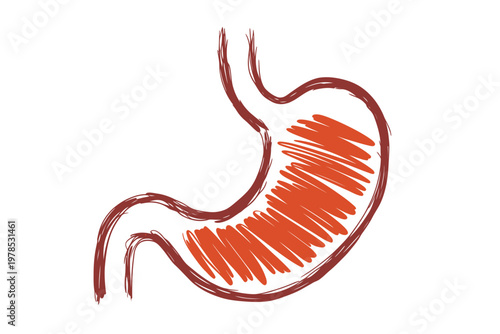 A simple hand drawn illustration of a human stomach with internal lining details