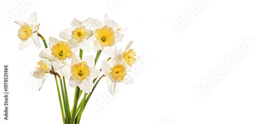 Daffodils flowers bouquet isolated on white background. White bloom spring flowers objects for design, advertising, postcards. Narcissus cut flowers